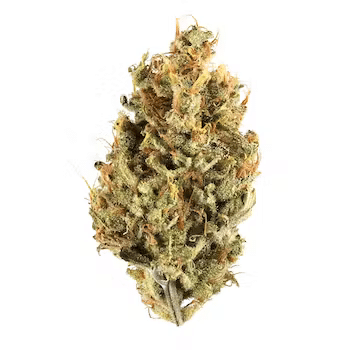 Jungle Cake